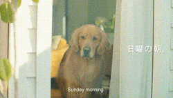 Baby Crying Cute Dog GIF