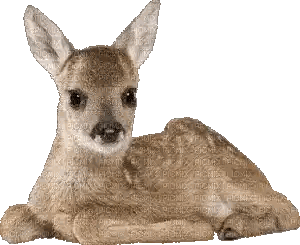 Baby Deer Lying Down Looking Sticker