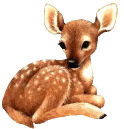 Baby Deer Lying On Back Sticker