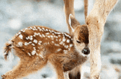 Baby Deer With Mother GIF