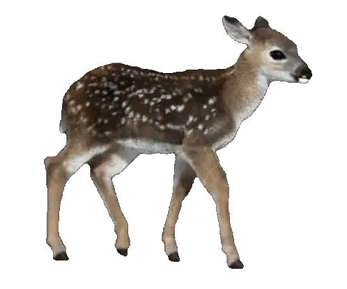 Baby Deer With White Spots Sticker