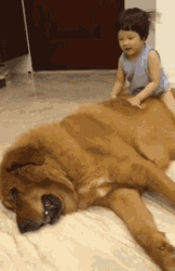 Baby Dog Hug On The Dog GIF