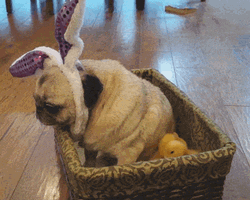 Baby Ducks Dog Snuggling Meme GIF