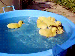 Baby Ducks Swimming Around Meme GIF