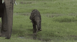 Baby Elephant Dipping In Water