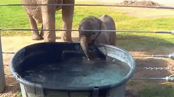 Baby Elephant Drinking Water GIF