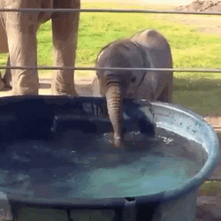 Baby Elephant Drinking Water