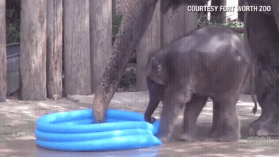 Baby Elephant Playing In Inflatable Pool GIF