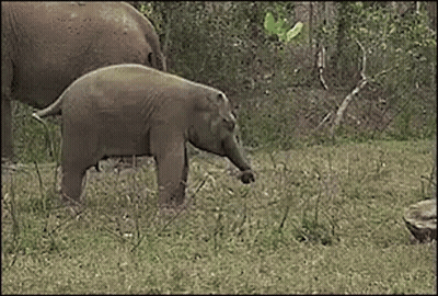 Baby Elephant Standing Next To Mother GIF