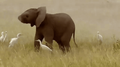 Baby Elephant Walking In Field With Birds GIF