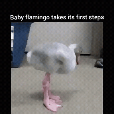 Baby Flamingo Taking First Steps On Carpet GIF