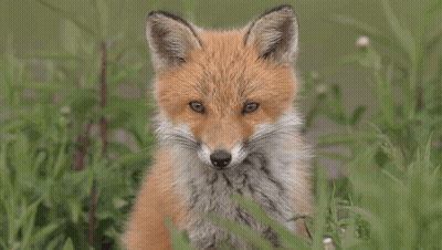 Baby Fox Sitting In Grass Looking At Camera GIF