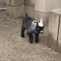 Baby Funny Goat I Cannot GIF