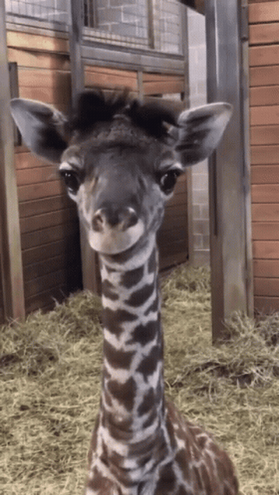 Baby Giraffe In Fenced Area With Hay GIF