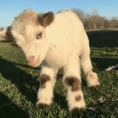 Baby Goat Looking At Camera GIF