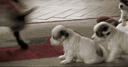 Baby Goat Playing With Puppies Funny Animal GIF