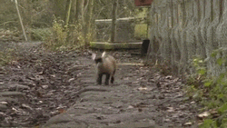 Baby Goat Running Fast