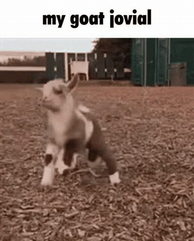 Baby Goat Running Saying My Goat Jovial GIF