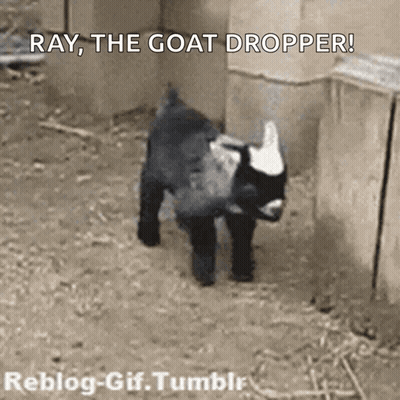 Baby Goat Says Ray The Goat Dropper GIF