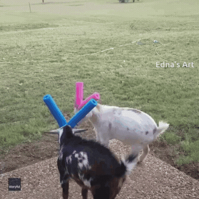 Baby Goats Next To Hay Pile GIF
