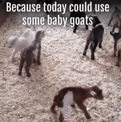 Baby Goats On Wood Chip Pile GIF