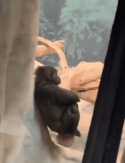 Baby Gorilla Sitting On Rock GIF