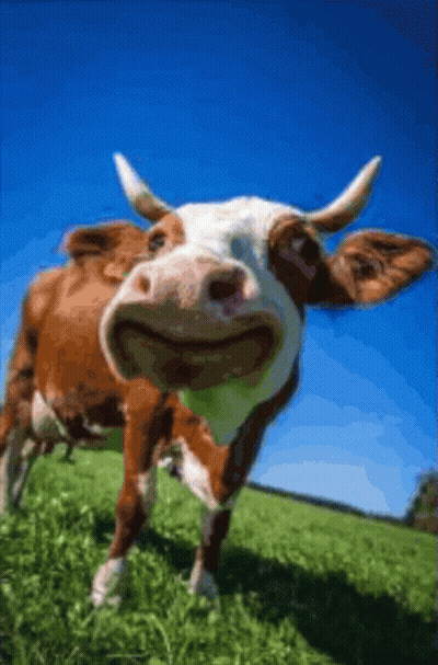 Baby Highland Cow Maybe One Day GIF