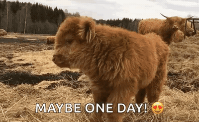 Baby Highland Cow Maybe One Day GIF