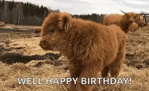 Baby Highland Cow Saying Well Happy Birthday GIF