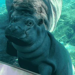 Baby Hippo Cute Face In Camera GIF