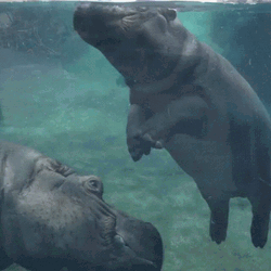 Baby Hippo Rolling Underwater GIF