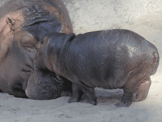 Baby Hippo Sleeping GIF