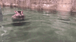 Baby Hippo Swimming Time GIF