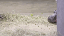 Baby Hippo Walking Around GIF