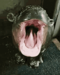 Baby Hippo Want To Feed Him GIF