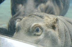 Baby Hippopotamus Close Up