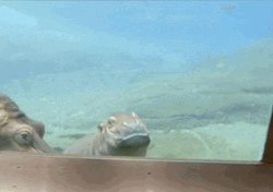 Baby Hippopotamus Happy Swim
