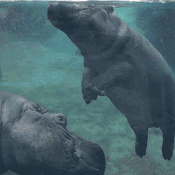 Baby Hippopotamus Rolling