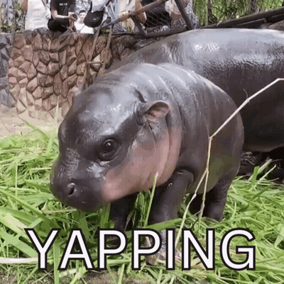 Baby Hippopotamus Standing In Grass Yapping GIF