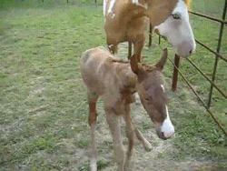 Baby Horse Falling