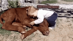 Baby Hugging A Cow