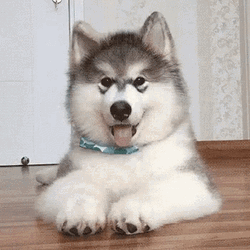 Baby Husky Confused Dog GIF