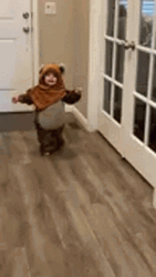 Baby In Ewok Suit Looks Good GIF