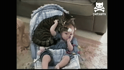 Baby In Stroller With Cat On Head Petsami GIF