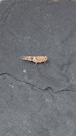 Baby Insect Grasshopper GIF