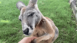 Baby Kangaroo Hand Shake