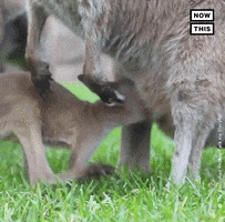 Baby Kangaroo I'm Back In Womb GIF