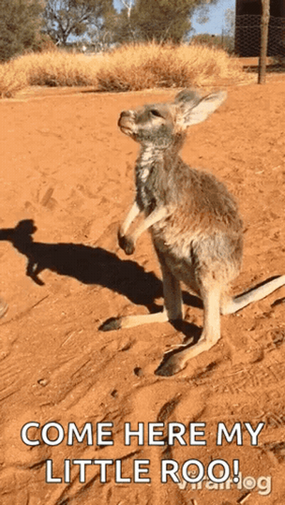 Baby Kangaroo On Hind Legs Looking At Camera GIF