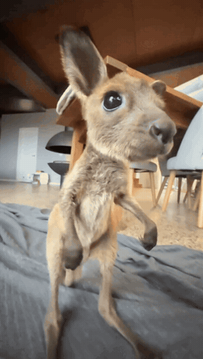 Baby Kangaroo On Hind Legs Looking At Camera GIF