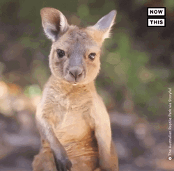 Baby Kangaroo Scratching Cute Animal